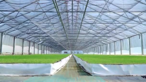 Estufa espaçosa com mudas em crescimento. Plantações verdes em estufa — Vídeo de Stock