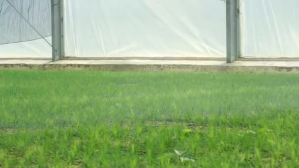 Zraszacz wodny rozpylający wodę na młode sadzonki sosny w szklarni — Wideo stockowe