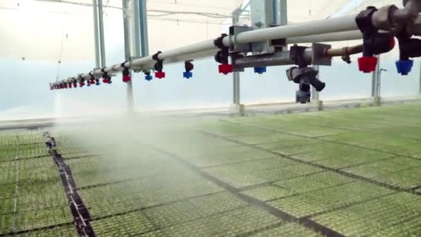 Irrigation machine warering seedlings planted in trays in large greenhouse — Stock Video