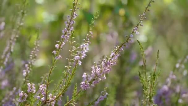 Delicate Calluna flowers blossoming in summer forest. Flowering heather closeup — Stock Video