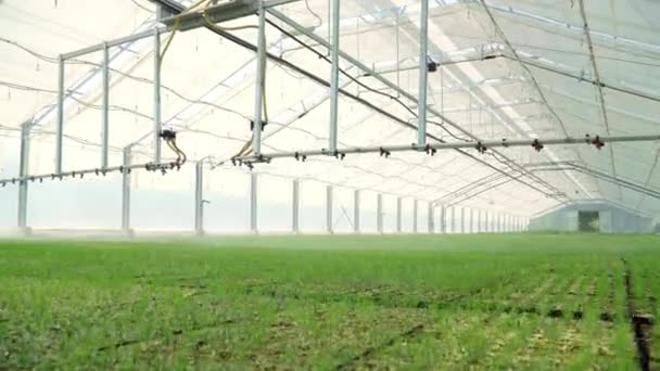 Equipamento de rega no trabalho. Plantas de irrigação em estufas de vidro modernas — Vídeo de Stock