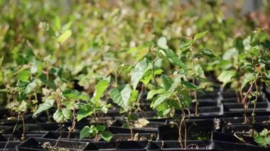 Tohumlardan yetişen fidelerden çam ağaçlarının yetiştirilmesi. Büyüyen çam