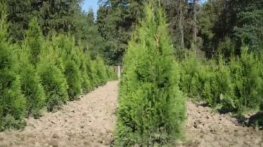 Thuja ve ardıç ekimi. Thuja fidesi sıraları. Thuya ekimi