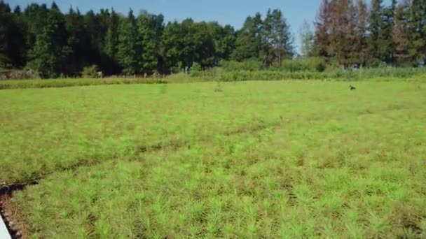 Breda planteringar planterar trädplantor. Odlade plantor av barrträd — Stockvideo