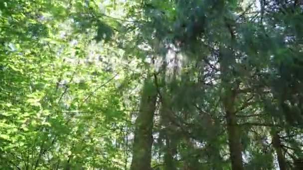 Des rayons ensoleillés traversent des cimes d'arbres dans une forêt dense. Le soleil brille — Video