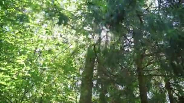 Sunny rays make their way through crowns of trees in dense forest. Sun shining — Stock Footage Sunny rays make their way through crowns of trees in dense forest. Sun shining Stock Video