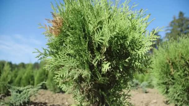 Crescita di thuja di piantine su piantagione. Molti alberi di thuja verde piantati in fila — Video Stock