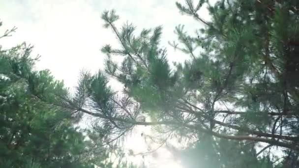 Pine branches with green needles. Branch of pine in sunny rays in summer forest — Stock Video