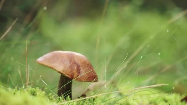 Closeup mushroom in forest with nature green background. Edible mushroom in wood — Stock Video