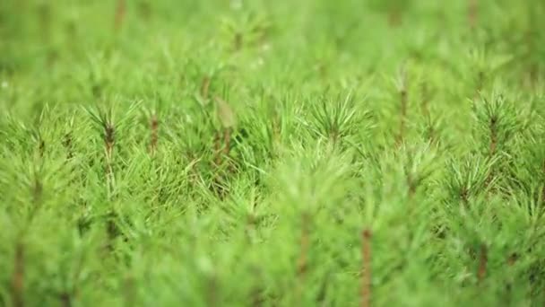 Coltivazione di pini da piantine coltivate da semi. Germogli giovani — Video Stock