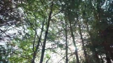 Güneşli ışınları yoğun ormandaki ağaç taçlarından geçerler. Güneş parlıyor