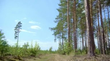 Çam ormanı ve genç çamların yeni dikimleri arasında geçen yol