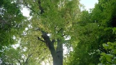 Aşağıdan park görünümünde yüksek yaprak döken ağaçlar. Parkta yaprak döken ağaçların taçlar