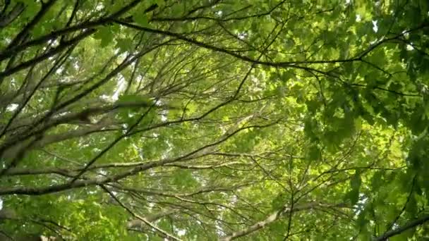 Ahornzweige mit grünen Blättern. riesiger verzweigter Baum. Blick auf breite Ahornzweige — Stockvideo