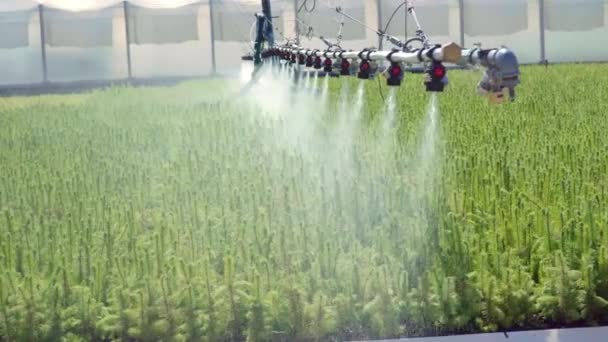 Bewässerung der grünen Plantage von Kiefernsetzlingen mit Sprinkleranlage — Stockvideo