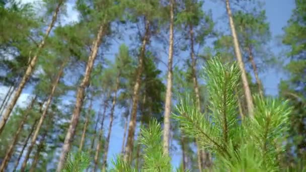 Młode pędy sosen na tle wysokich sosen i błękitnego nieba — Wideo stockowe