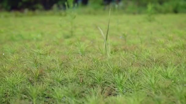 Pflanzung von Jungkiefernsetzlingen. Zucht von Nadelbäumen — Stockvideo