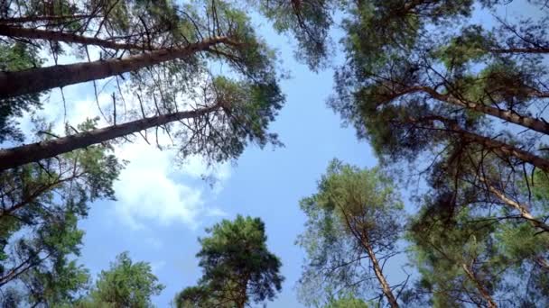Aşağıdan yukarıya çamların görünümü. Mavi gökyüzüne karşı çam ağaçlarının taçları — Stok video