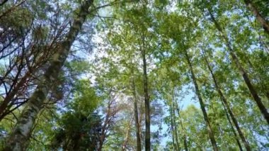 Yaprak döken ve kozalaklı ağaçlar ile yoğun ormanda ağaçların Taçlar