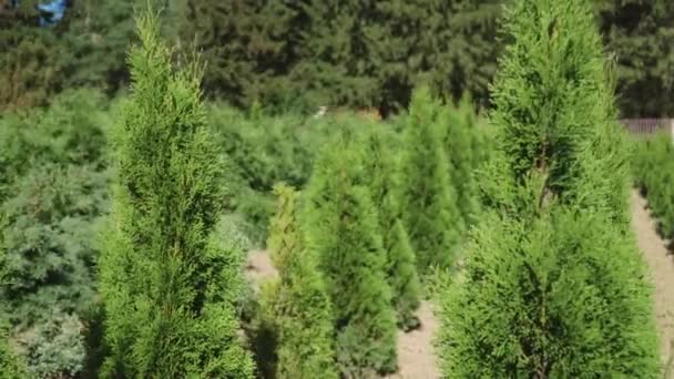 Big Thuja zaailingen klaar voor verplanten en landschapsontwerp — Stockvideo