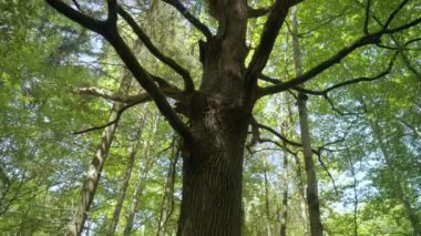 Canlı ormanlar arasında uzun kuru ağaç. Yaz ormanında kuru dalları olan ağaç