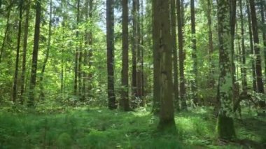 Yeşil karışımı iğne yapraklı ahşap. Yaz günlerinde orman manzarası