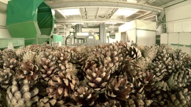 Montón de conos. Carretilla elevadora eléctrica que transporta conos de pino al gabinete de secado — Vídeos de Stock