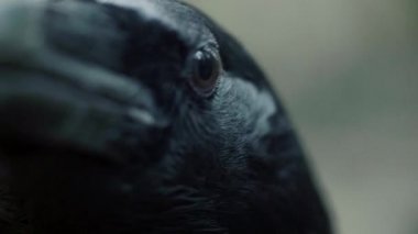 Siyah kuzgun gözleri ve gaga makro. Crow kameraya bakıyor
