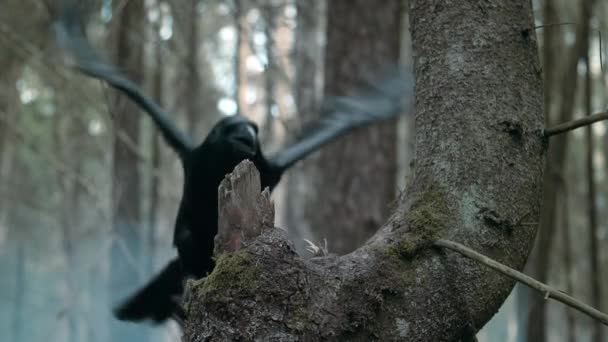 Big raven screaming in wood. Wild bird sitting on branch of pine tree — Stock Video