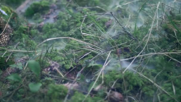 Rook kruipend over mos tussen droge twijgen en kegels. Nevel over groen Sphagnum — Stockvideo