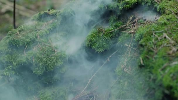Tjock rök visas från under mossa i trä. Brand naturkatastrof i skogen — Stockvideo