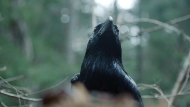 Black raven in wild nature. Wild animals in natural habitat. Feathered dweller — Stock Video