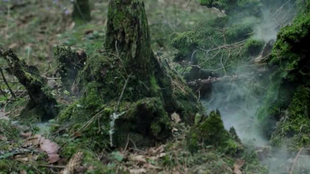 Fumée s'élevant sous la mousse verte parmi les souches pourries dans la forêt dense — Video