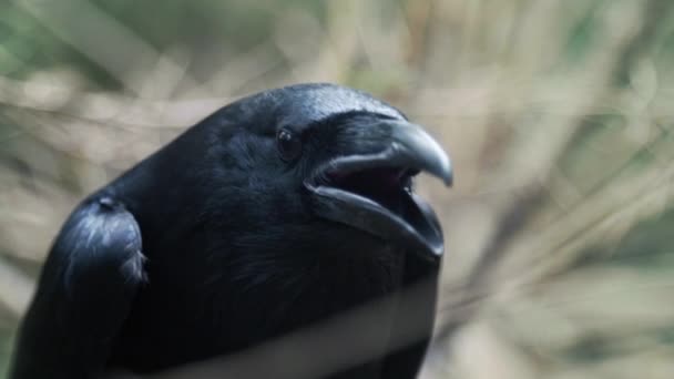 Head of black crow screaming in forest. Common raven rotating head in wood — Stock Video