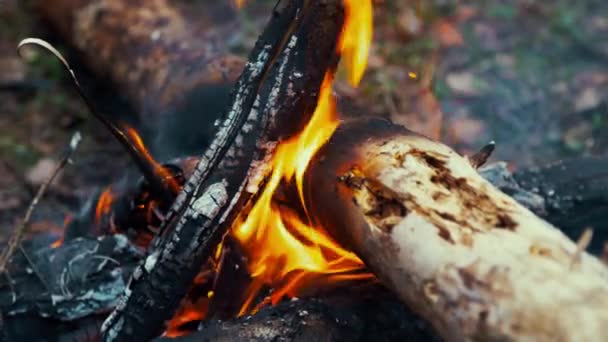 森の中の焚き火燃える火の中の熱い石炭と焦げた丸太 — ストック動画