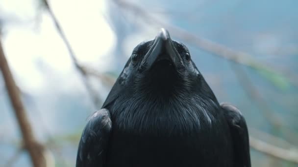 Portret van grote zwarte gemeenschappelijke Raven. Hoofd van de wilde vogel in bos — Stockvideo