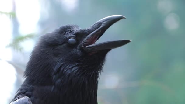 Birdlife in wild nature. Black raven closeup. Crow screaming in forest — Stock Video