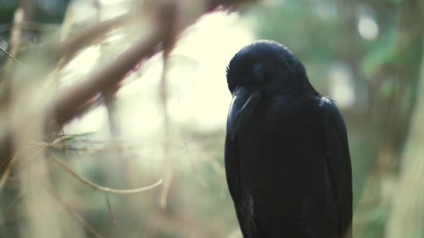 Black raven sitting on tree examining something below. Feathered forest dweller — Stock Video