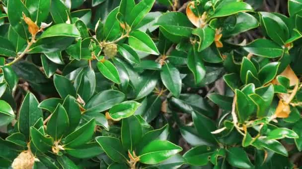 Branches vertes et feuilles de buissons se déplaçant sur le vent dans le jardin d'été . — Video