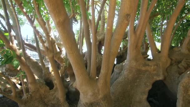 Múltiples troncos de árboles en rayos de sol brillantes en el parque de verano. Árbol viejo con muchos troncos — Vídeos de Stock