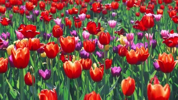 Tulip field in summer day. Multicolored tulip blooming on flower bed in garden — Stock Video