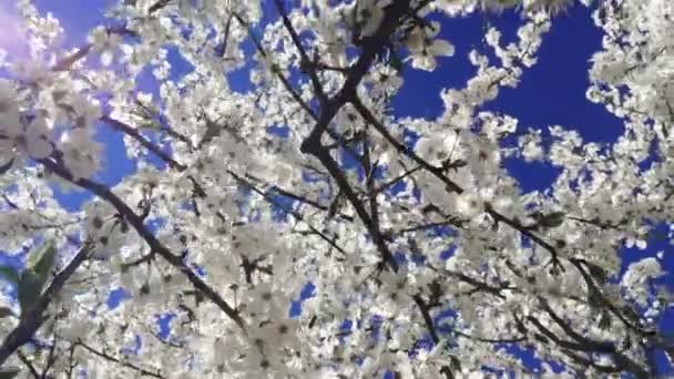 Λουλούδια σε κλαδιά ανθοφορία δένδρων στο γαλάζιο του ουρανού φόντο σε ύποπτο κήπο — Αρχείο Βίντεο
