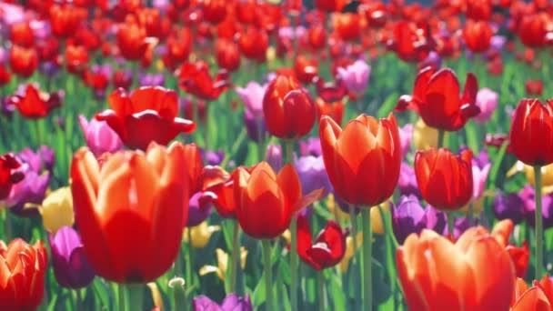 Rode tulp bloeit op bloembed. close-up kleurrijke tulp bloem bed in de tuin — Stockvideo