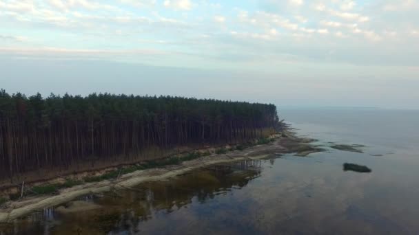 Kiefernwald am sandigen Seeufer. Drohnenblick immergrüner Wald an der Meeresküste — Stockvideo