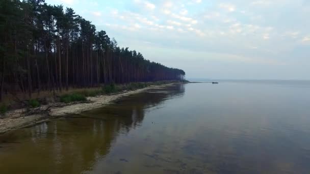 Воздушный ландшафт соснового леса на берегу озера с прозрачной водой — стоковое видео