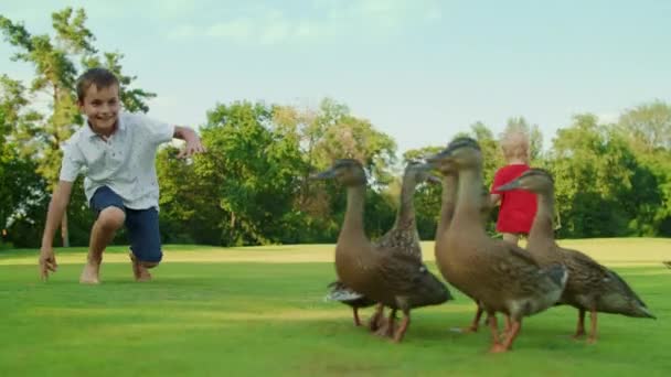 Testvér és kisbaba kacsát keresnek a mezőn. Fiú játszik madarakkal a réten — Stock videók