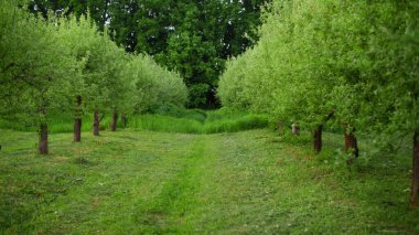 Rüzgarlı havada güzel yeşil orman. Doğa manzarası.