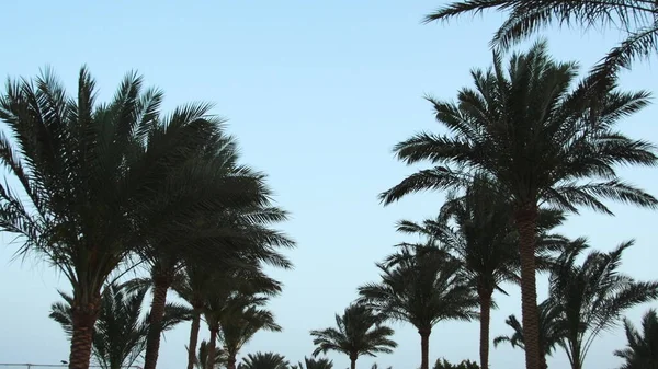 Hohe Palmen vor dem Hintergrund des Sonnenaufgangs. Palmen im Luxus-Resort-Garten. — Stockfoto