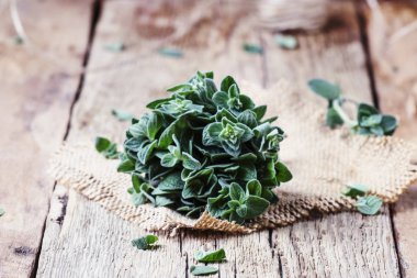 Taze yeşil kekik veya bir ışın, vintage ahşap arka plan, seçici odak Origanum vulgare