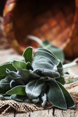 Taze adaçayı, rustik tarzı, vintage ahşap arka plan, seçici odak